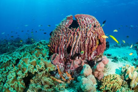Huge sponges and tropical fish on a coral reef in the Philippinesの写真素材