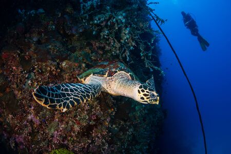 Hawksbill Sea Turtle and background SCUBA diver on a tropical coral reefの写真素材