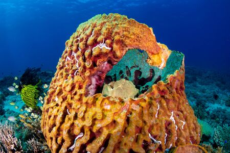 A green Giant Frogfish on a large barrel sponge on a tropical coral reefの写真素材
