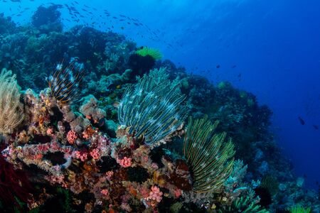 Delicate feather stars on a tropical coral reefの写真素材