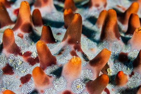 Macro Closeup of the Back of a Starfish on a Coral Reefの写真素材