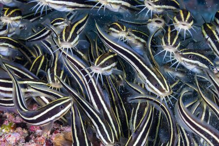 School of Striped Eel Catfish on a Tropical Coral Reef in the Philippinesの写真素材