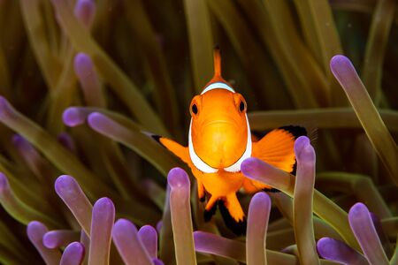 Cute Common Clownfish in the Tentacles of its Host Anemone on a Tropical Coral Reef