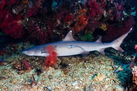 White Tip Reef Shark in a Small Coral Cave on a Tropical Reefの写真素材