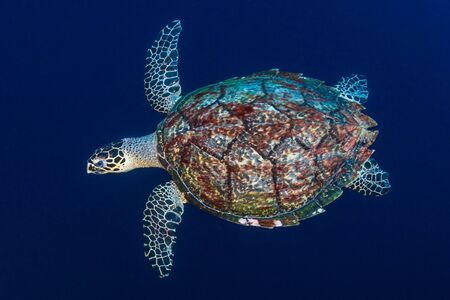 A large Green Sea Turtle (Chelonia Mydas) on a tropical coral reef in the Philippinesの写真素材