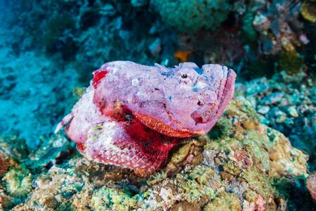 Scorpionfish on a coral reef in the Philippinesの写真素材