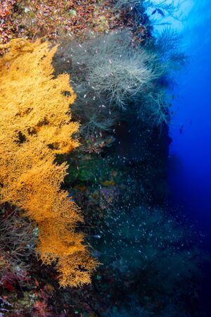 A thriving, healthy tropical coral reef system in the Philippines