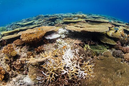 Huge table corals (Acropora) and other hard corals on a shallow water coral reef in Asiaの写真素材