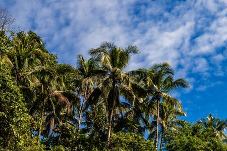 Palm trees growing on a beautiful, sandy tropical beach next to a shallow ocean (White Beach, Boracay)の写真素材