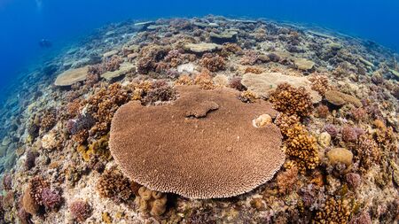 A beautiful, healthy shallow water tropical coral reef