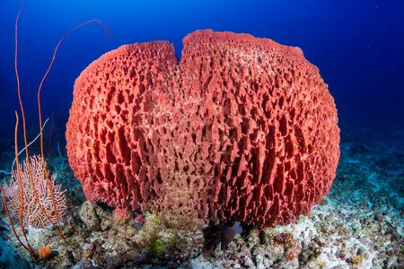 Large Sponge on a Coral Reefの写真素材