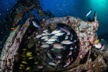 Schools of colorful tropical fish around an old underwater shipwreck in a tropical oceanの写真素材
