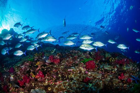 A school of Trevally on the tropical coral reef at Richelieu Rock, Thailandの写真素材