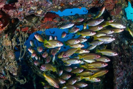 Schools of colorful tropical fish around an old underwater shipwreck in a tropical oceanの写真素材