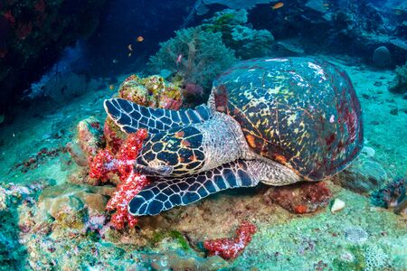 Hawksbill Sea Turtle feeding on soft corals on a tropical coral reefの写真素材