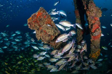 Schools of colorful tropical fish around an old underwater shipwreck in a tropical oceanの写真素材