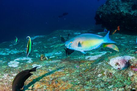 Parrotfish on a coral reef