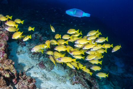 School of Bluestripe Snapper (Lutjanus kasmira) on a Tropical Coral Reefの写真素材
