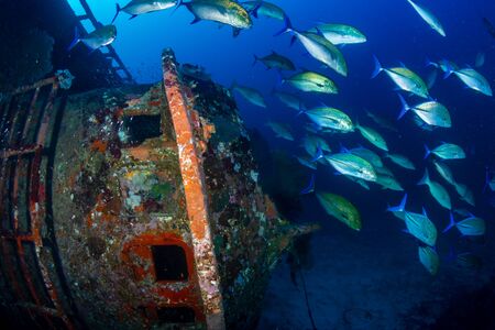 Blue Fin Trevally on an Underwater Shipwreck in Thailand's Similan Islandsの写真素材