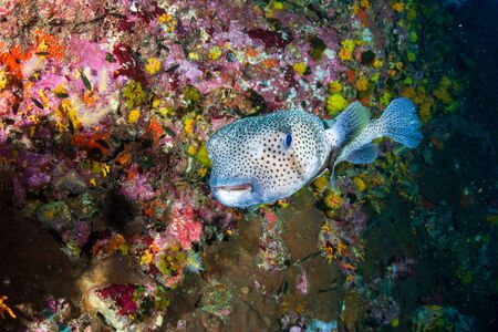 Giant Pufferfish on a tropical coral reef (Richelieu Rock, Thailand)の写真素材