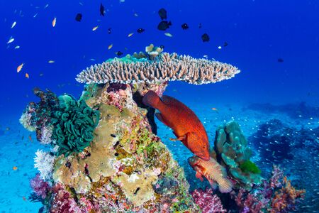 Colorful tropical fish on a healthy coral reef in Thailandの写真素材
