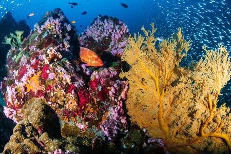 A beautiful, colorful tropical coral reef in Thailand's Similan Islandsの写真素材