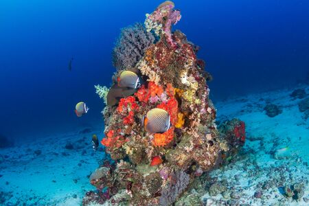 Colorful tropical fish on a healthy coral reef in Thailand