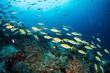 Colorful tropical fish on a coral reef in Thailand's Similan Islandsの写真素材