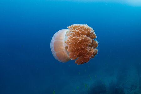 Large Jellyfish in a blue, tropical oceanの写真素材