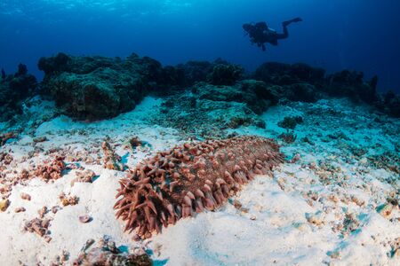 A large Sea Cucumber feeding on the sand of a tropical coral reef in Thailand
