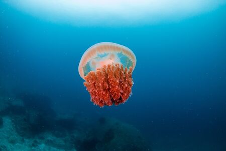 Large Jellyfish in a blue, tropical oceanの写真素材