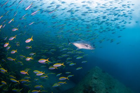 Colorful tropical fish on a coral reef in Thailand's Similan Islandsの写真素材