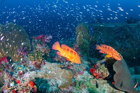 Coral Grouper on a tropical reef in the Andaman Sea