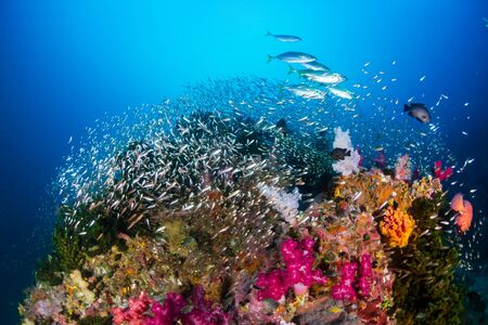 Tropical fish and colorful corals on a tropical coral reef at Richelieu Rock in Thailand
