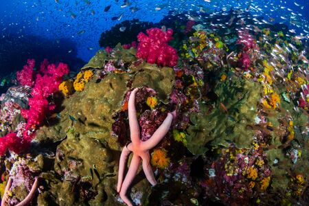 Tropical fish and colorful corals on a tropical coral reef at Richelieu Rock in Thailandの写真素材