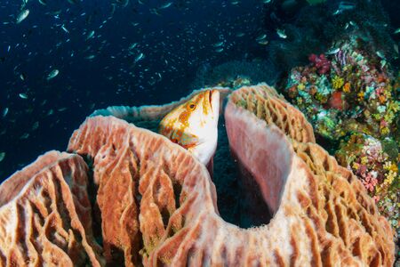A large sponge on a colorful tropical coral reef at Richelieu Rockの写真素材