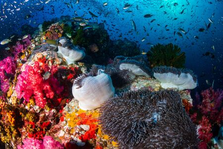 A colorful, thriving tropical coral reef surrounded by tropical fish (Richelieu Rock, Surin Islands, Thailand)の写真素材
