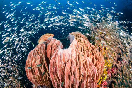 A large sponge on a colorful tropical coral reef at Richelieu Rock