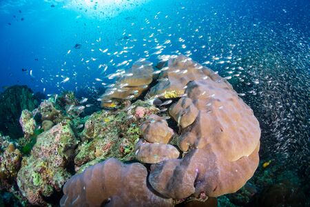 Thriving, healthy tropical coral reef in Thailand's Similan Islands