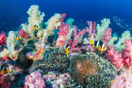 Banded Clownfish on a colorful tropical coral reef (Richelieu Rock)