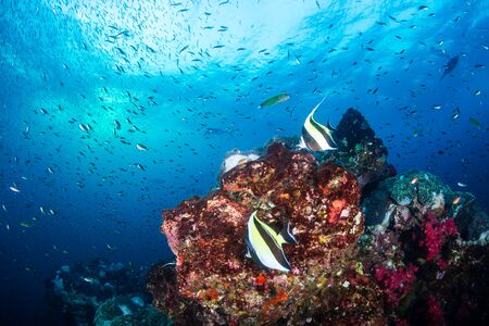Colorful hard and soft corals on the reef at Richelieu Rock, Thailandの写真素材