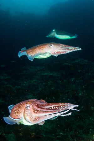 Mating Cuttlefish on a coral reef at dusk (Richelieu Rock)の写真素材