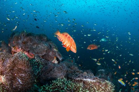 Colorful hard and soft corals on the reef at Richelieu Rock, Thailand