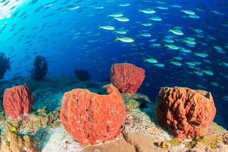 A school of Fusilier tropical fish above large sea sponges on a coral reef