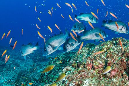 Sweetlips on a tropical coral reef in Thailandの写真素材