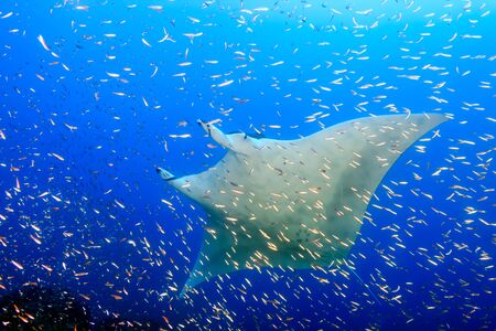 Large Female Oceanic Manta Ray (Manta birostris) swimming through tropical fish on a coral reef (Koh Bon, Similan Islands)の写真素材