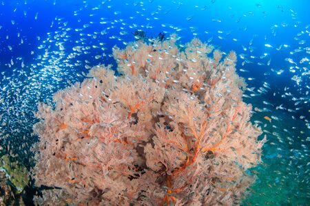 Glassfish swarming around delicate Sea Fans on a tropical coral reef at Koh Tachai island in...