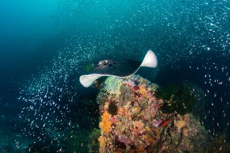 A huge Marbled Ray ( blotched fantail ray ) swimming on a deep, colorful tropical coral reef in...