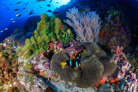 Underwater image of a family of cute banded Clownfish (Clarks Anemonefish) on a tropical coral reef...