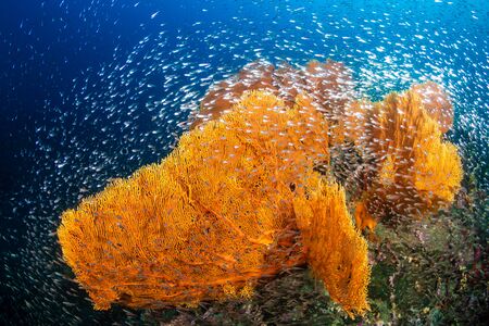 Schools of tropicalfish and glassfish swimming around a huge, delicate seafan on a tropical coral reef in Thailand's Similan Islandsの写真素材